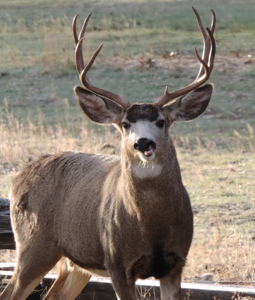 Mule Deer