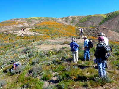 March 2017 Right Angle Canyon Wildflower Tour