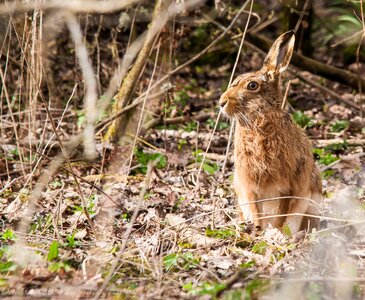 Animal wildlife summer