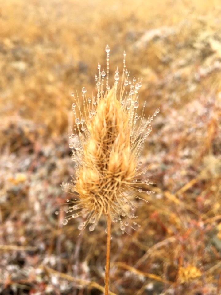 King Range Fog Accumulation on Annual Dog Tail in Arcata Field Office