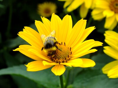 Yellow pollen insect photo