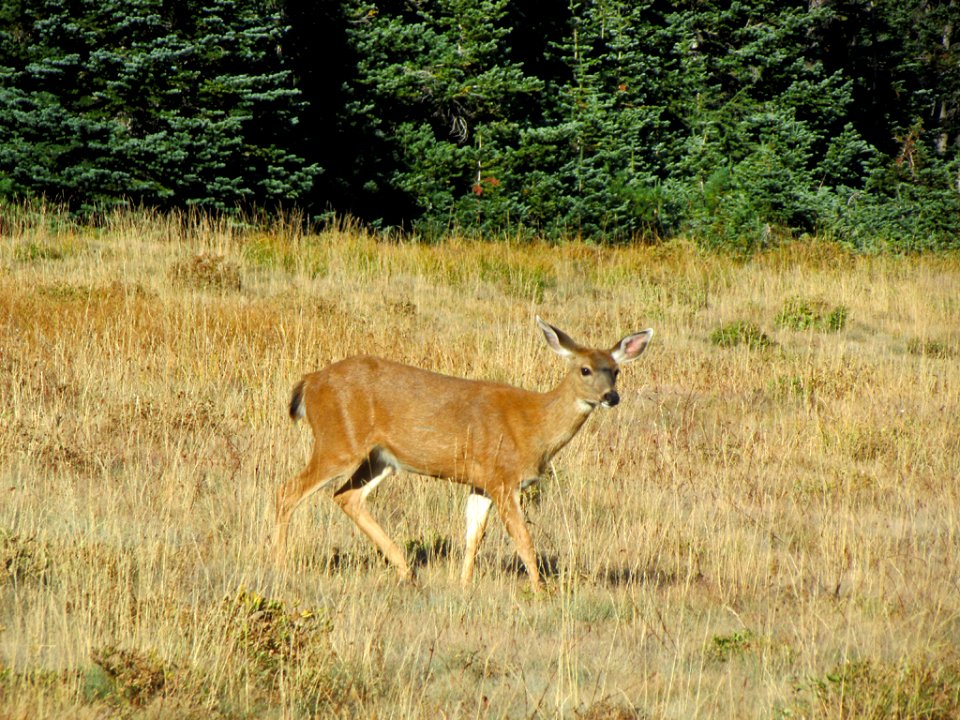Deer at Hurricane Ridge at Olympic NP in WA