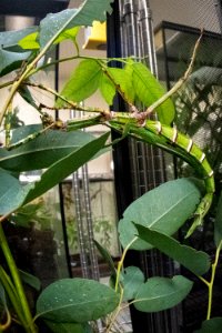 20190715-OSEC-LSC-1499
