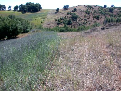 Flocking Back to the Hills of Cronan Ranch