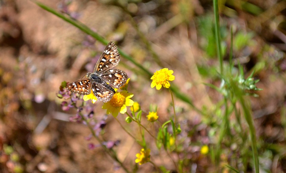 Behr's metalmark on Gold fields