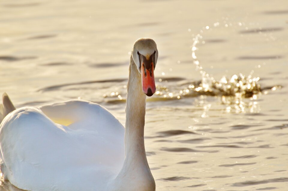 Animal world lake bird