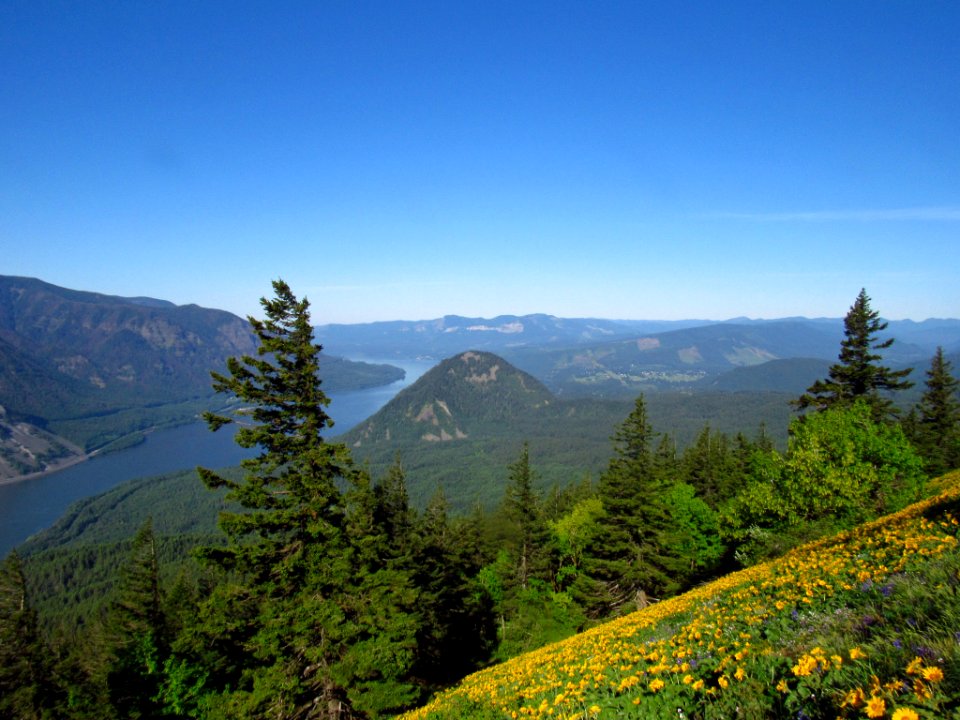 Wildflowers on Dog Mountain Trail in WA