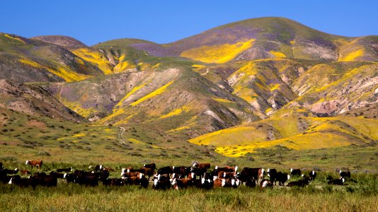 Super Bloom 2017 at Carrizo Plain National Monument