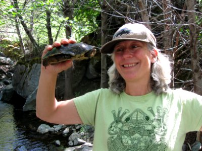 Studying Western Pond Turtle in Mother Lode Field Office