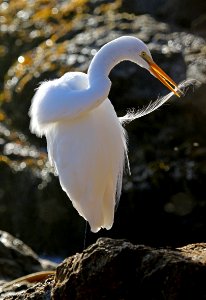 Great Egret photo