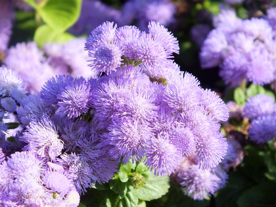 Garden flowers ageratum conyzoides family asteraceae