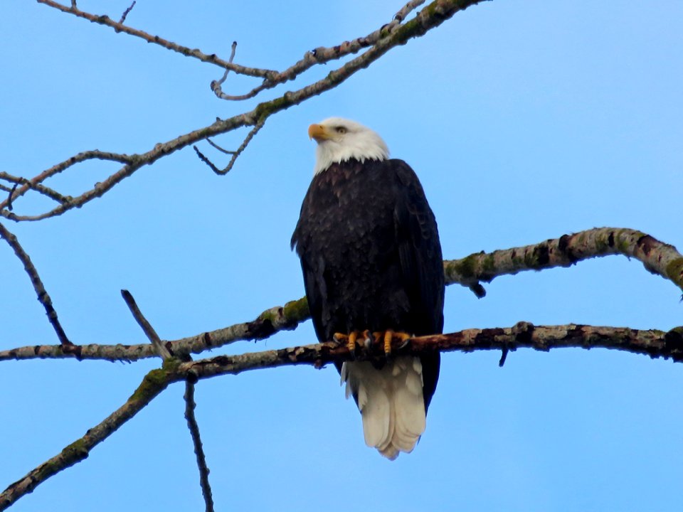 Eagles near Columbia River in Vancouver, WA