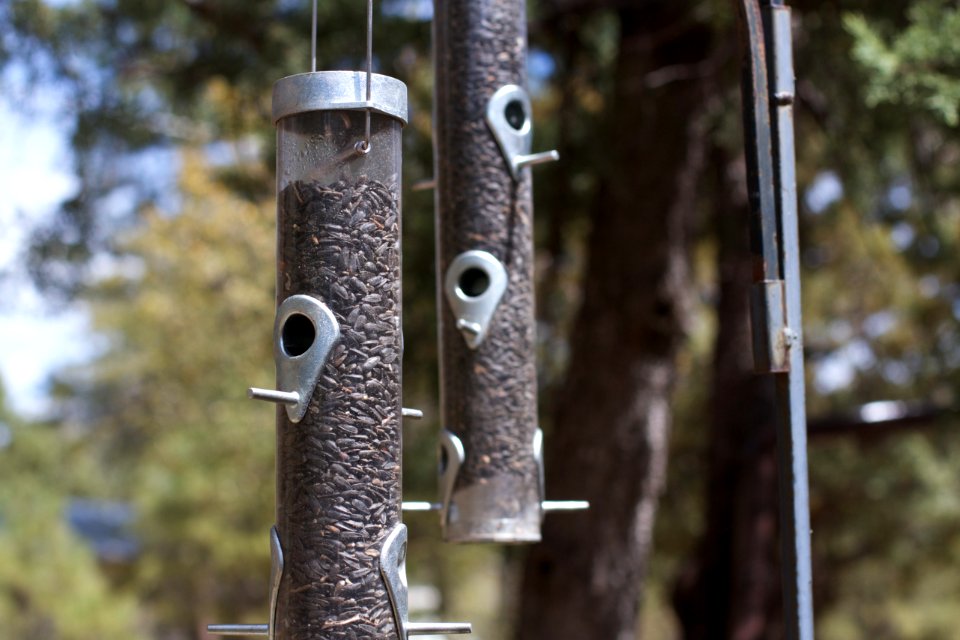 The Birds Have Not Found the Free Food