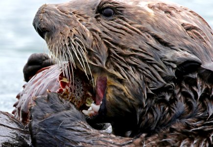 Sea Otter photo