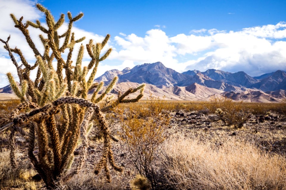 Pahrump Valley Wilderness photo