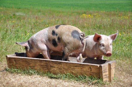 Piglet linderrödssvin sow
