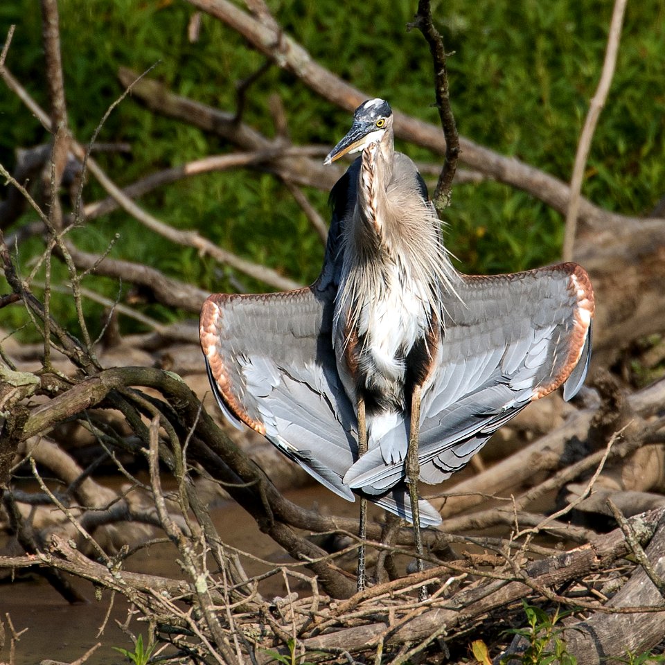 Great Blue Heron sunning behavior