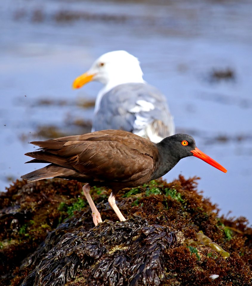 Black Oystercatcher at Pebble Beach