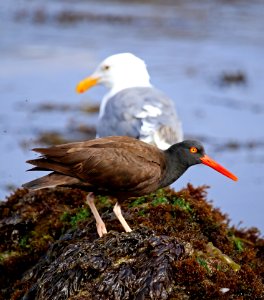 Black Oystercatcher at Pebble Beach