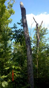 IBat Roost Tree in IN (1)
