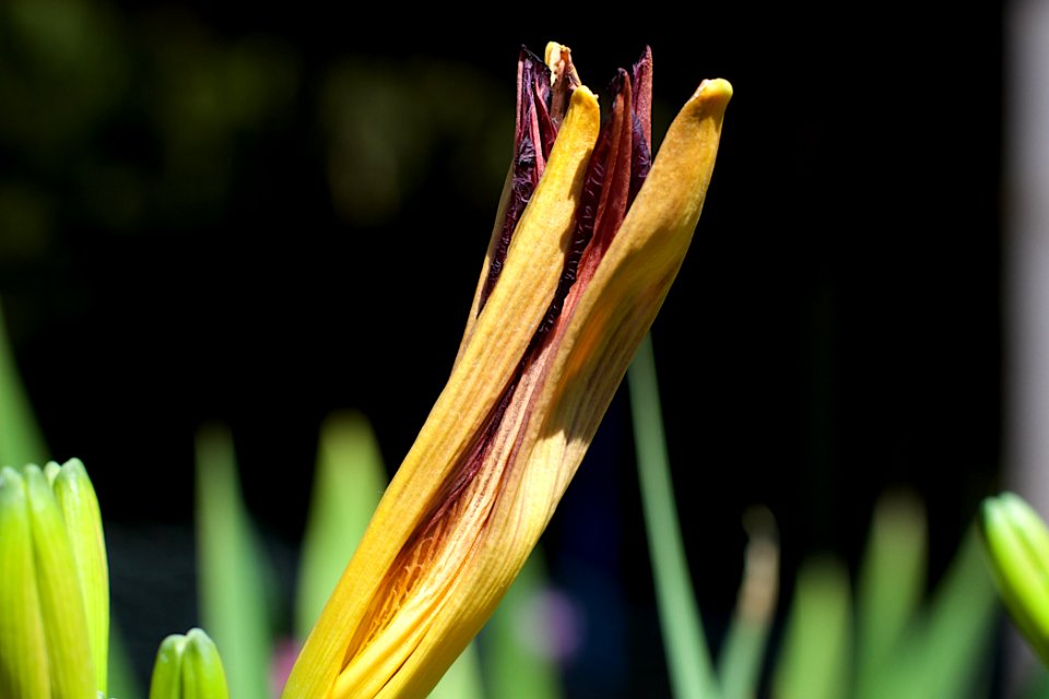 New Lily One Day Later