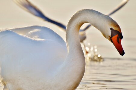 Lake constance animal world lake photo