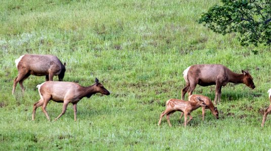 Tule Elk at Berryessa Snow Mountain National Monument