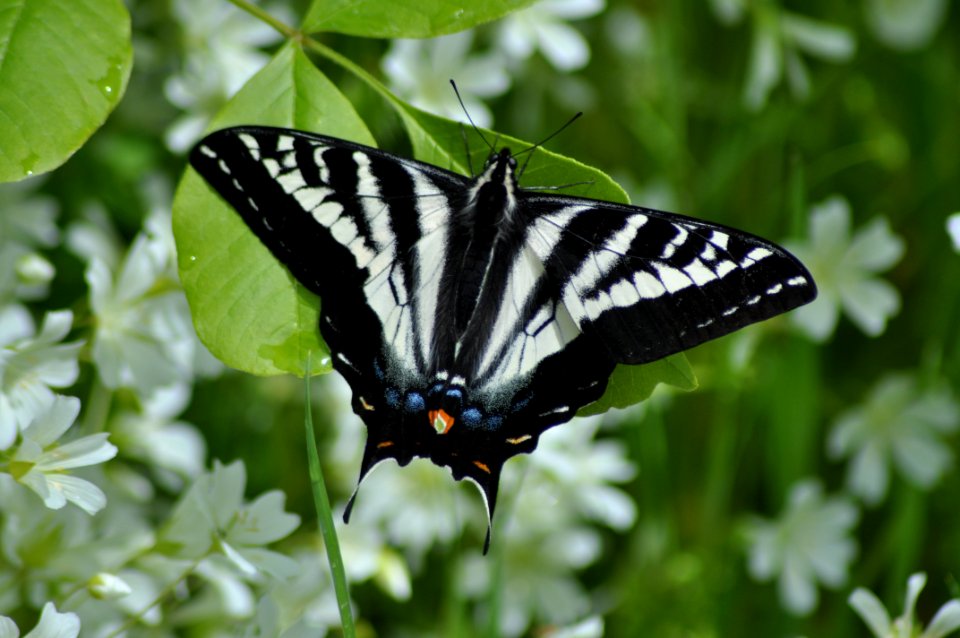 Butte Creek, Pale Swallowtail