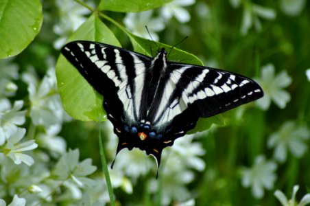 Butte Creek, Pale Swallowtail