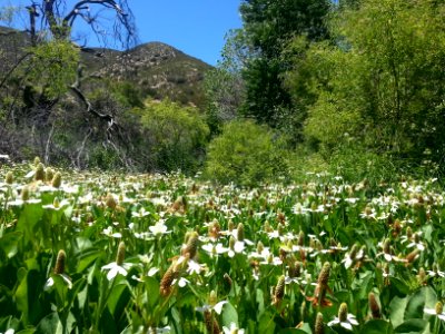 Anemopsis Californica Lizards Tail, Chariot Canyon