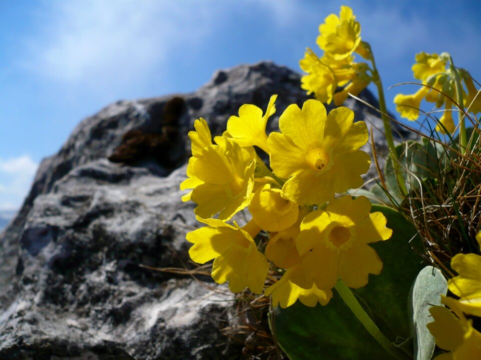 Yellow plant nature