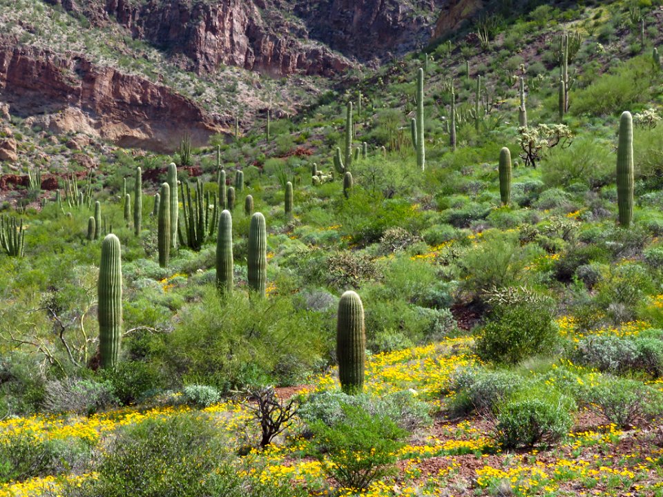 Wildflowers at Organ Pipe Cactus NM in AZ