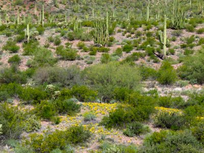 Organ Pipe Cactus NM in AZ