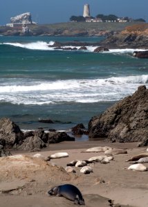 Piedras Blancas Light Station