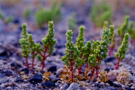 Endangered Amargosa Niterwort in Carson Slough photo