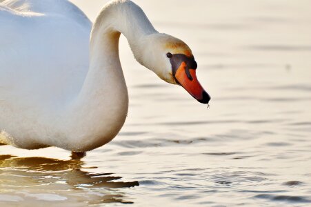 Lake constance animal world lake photo