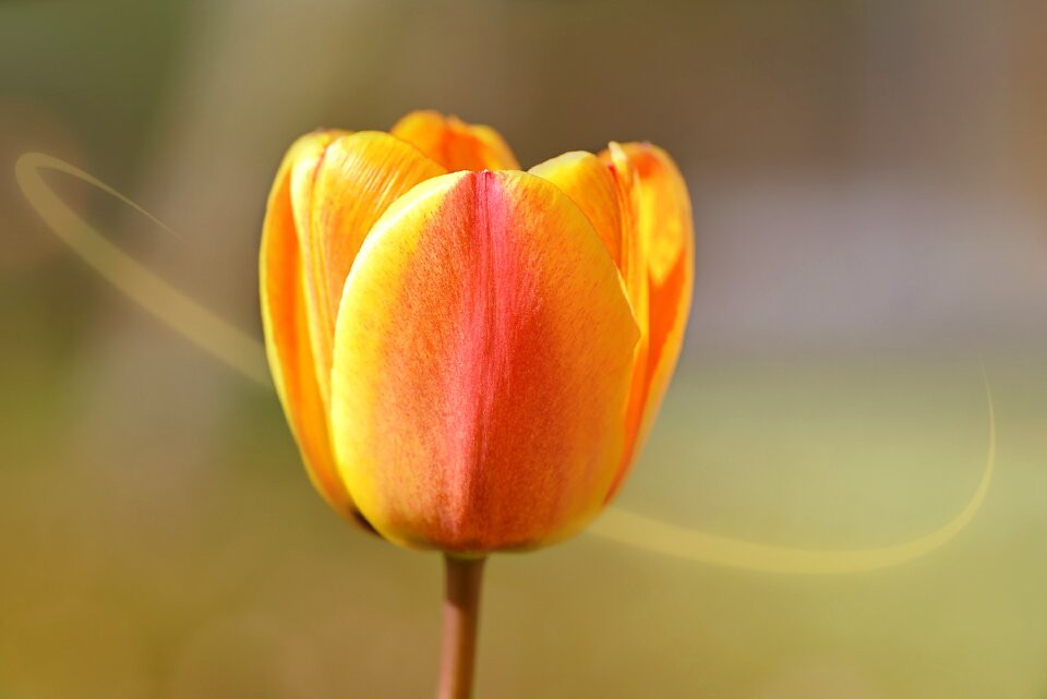 Orange yellow blossom bloom