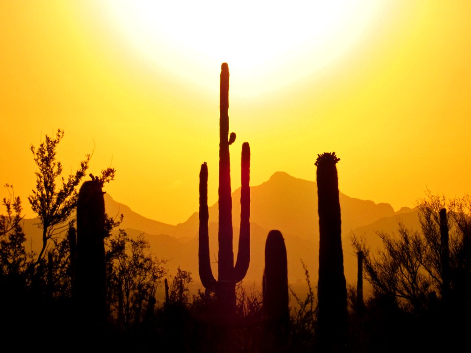 Saguaro NP in Arizona