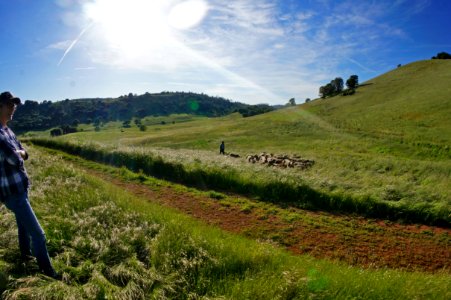 Flocking Back to the Hills of Cronan Ranch photo