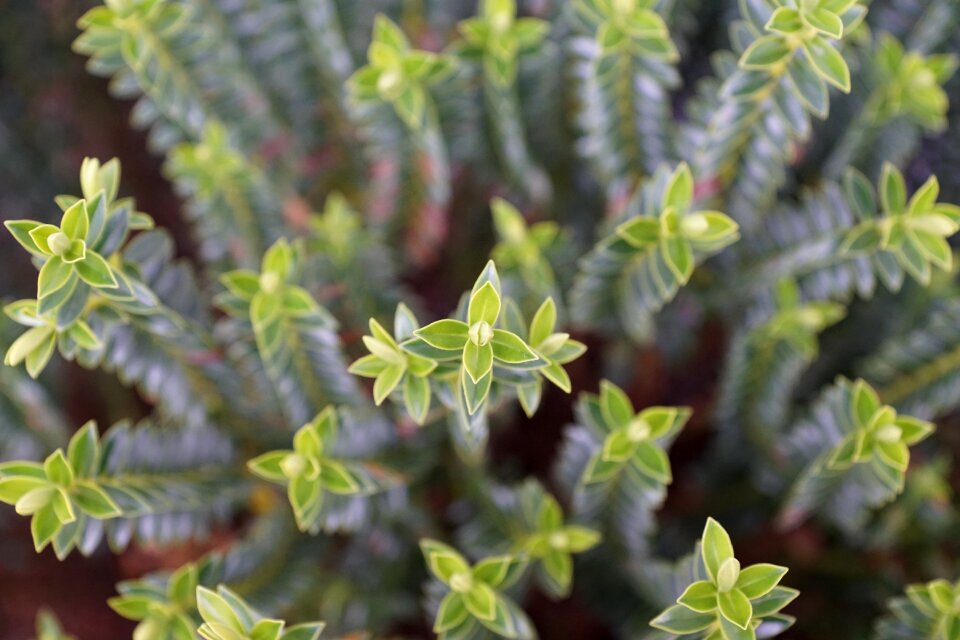 Nature garden healthy