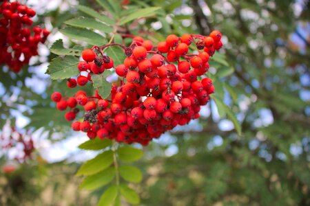 Nature fruit berry red