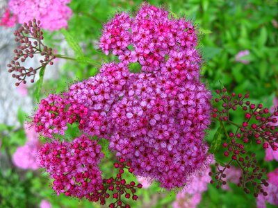 Garden summer vibrant