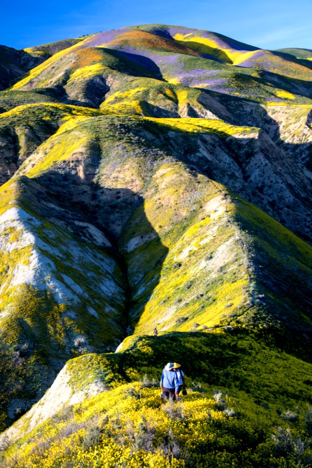Super Bloom 2017 at Carrizo Plain National Monument