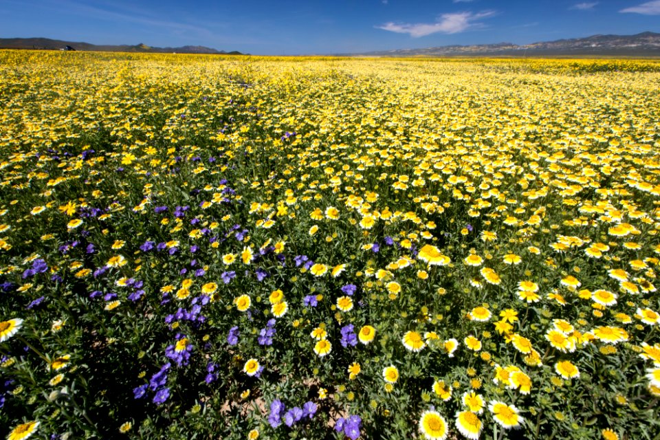 Super Bloom 2017 at Carrizo Plain National Monument