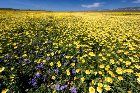 Super Bloom 2017 at Carrizo Plain National Monument