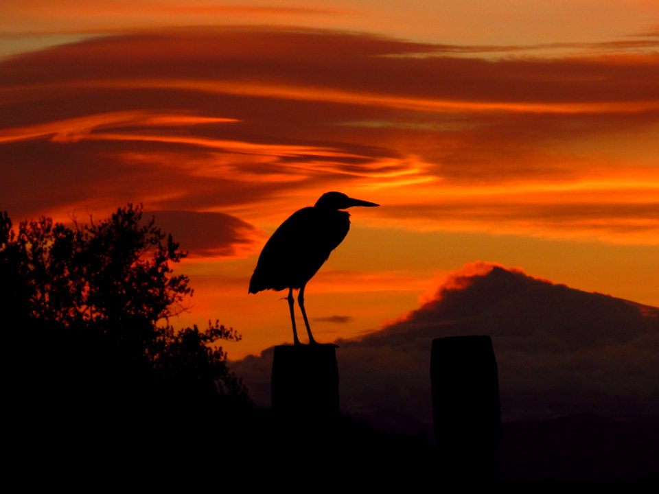 Blue Heron and Mt. Hood at Sunrise
