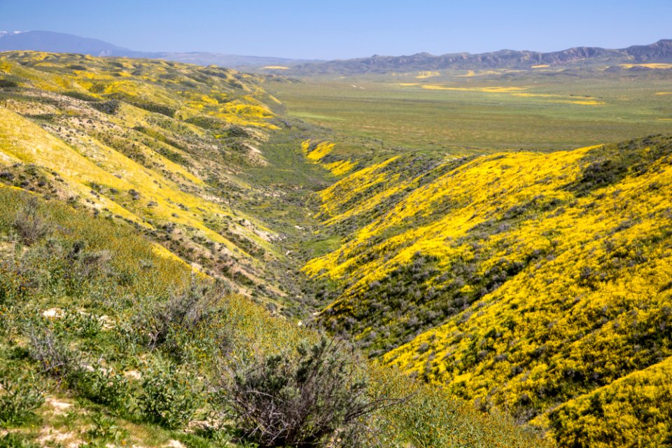 Super Bloom 2017 at Carrizo Plain National Monument