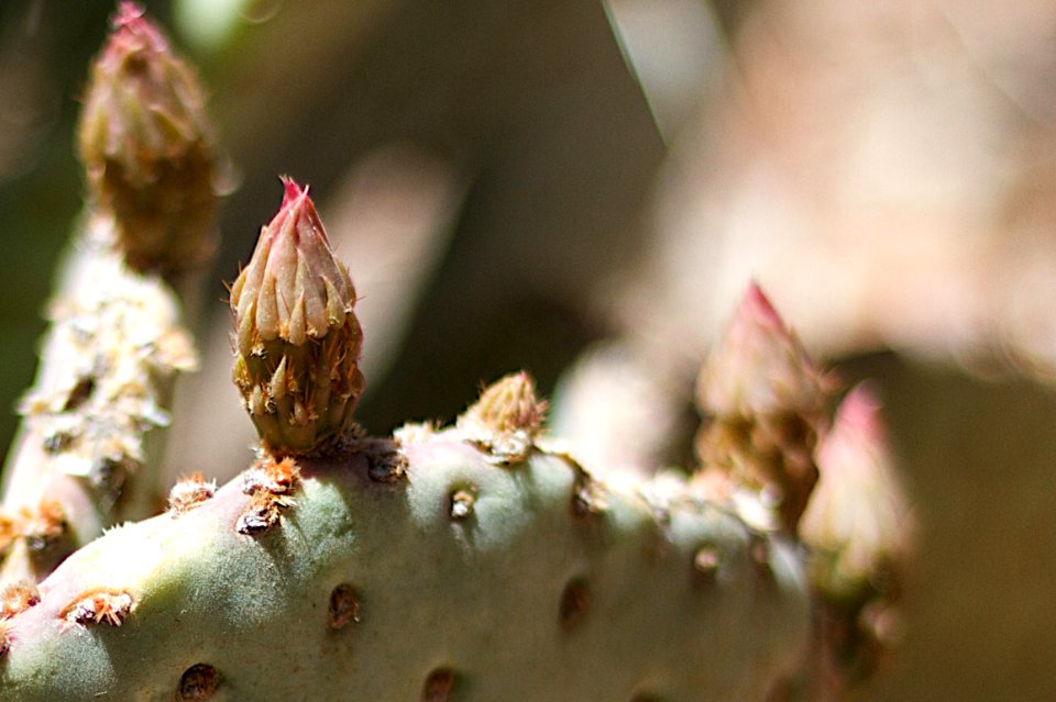 Flowers to Come of Beavertail Cactus