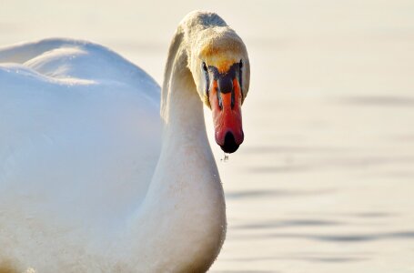 Lake constance animal world lake photo