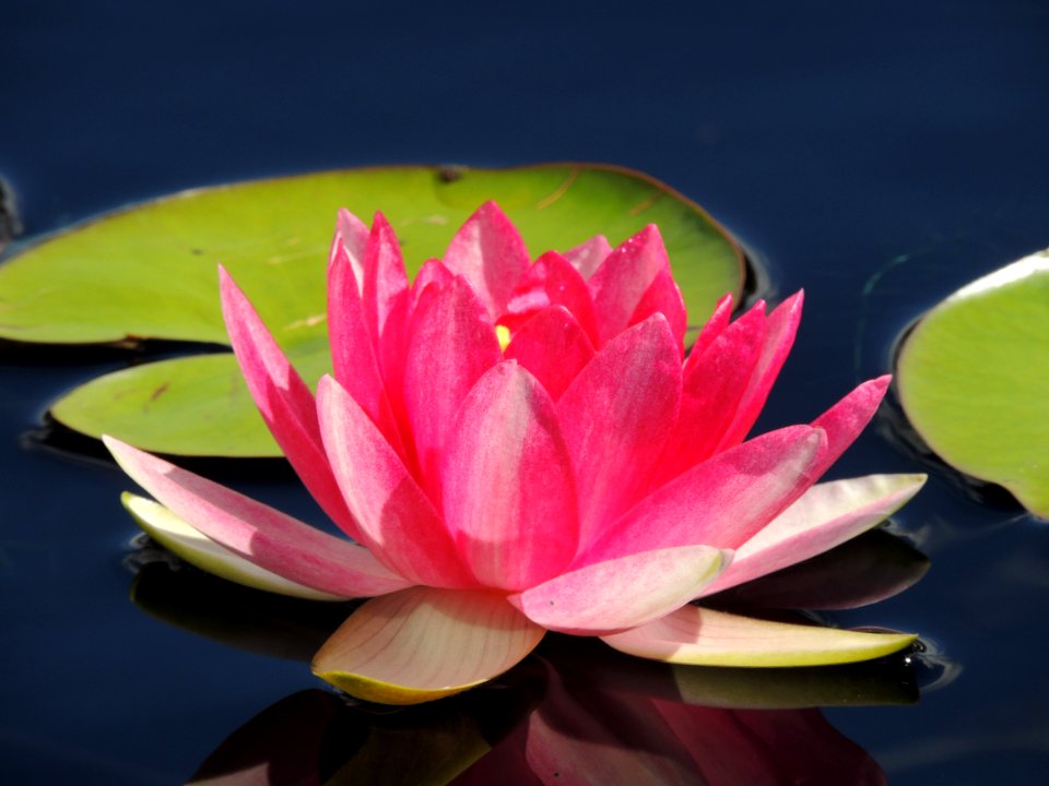 Coral water lily